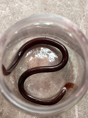 Photo of a Flathead Worm Snake (Antillotyphlops platycephalus)