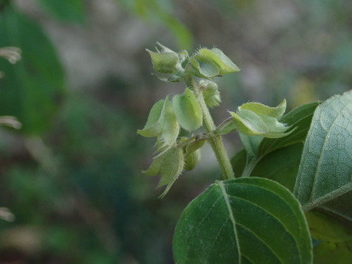 Ocimum campechianum