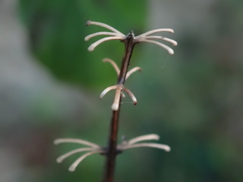 Ocimum campechianum