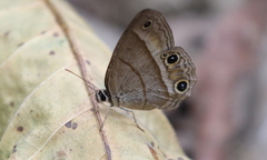 Cissia