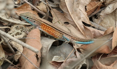 Cnemidophorus gaigei