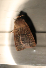 Xylenini