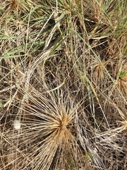 Spinifex hirsutus