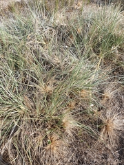 Spinifex hirsutus
