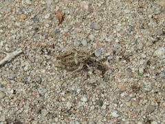 Graea horrida