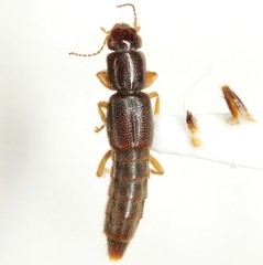 Pinophilus gracilis