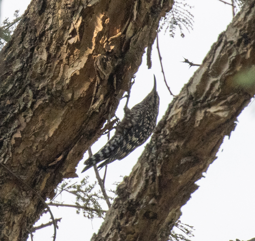 African Spotted Creeper (Salpornis salvadori), photo 8