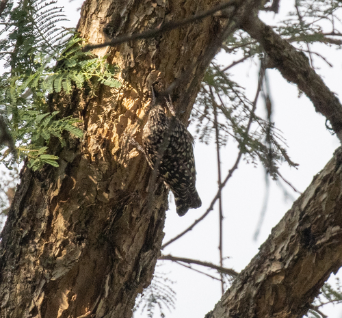 African Spotted Creeper (Salpornis salvadori), photo 9
