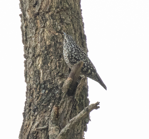 African Spotted Creeper (Salpornis salvadori), photo 7