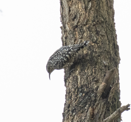 African Spotted Creeper (Salpornis salvadori), photo 2