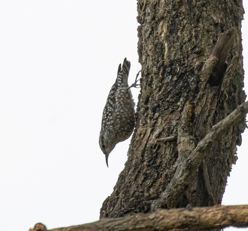 African Spotted Creeper (Salpornis salvadori)