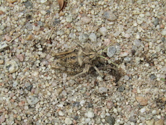 Graea horrida