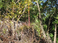 Tillandsia rodrigueziana