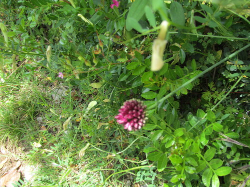 Round-headed Leek (Allium sphaerocephalon)