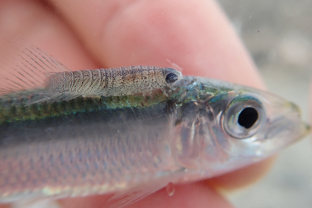 Anilocra clupei