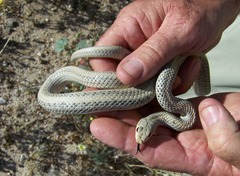 Salvadora hexalepis hexalepis