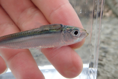 Japanese Sardinella photo 1