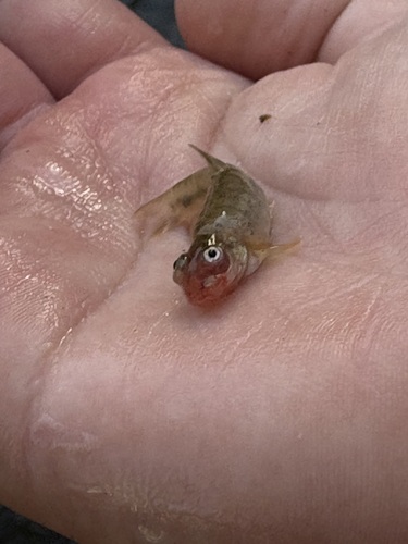 Arroyo chub (Gila orcuttii) — Cyprinidae