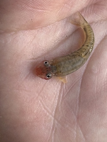 Arroyo chub (Gila orcuttii) — Cyprinidae — 5