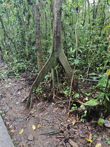 Ficus dendrocida