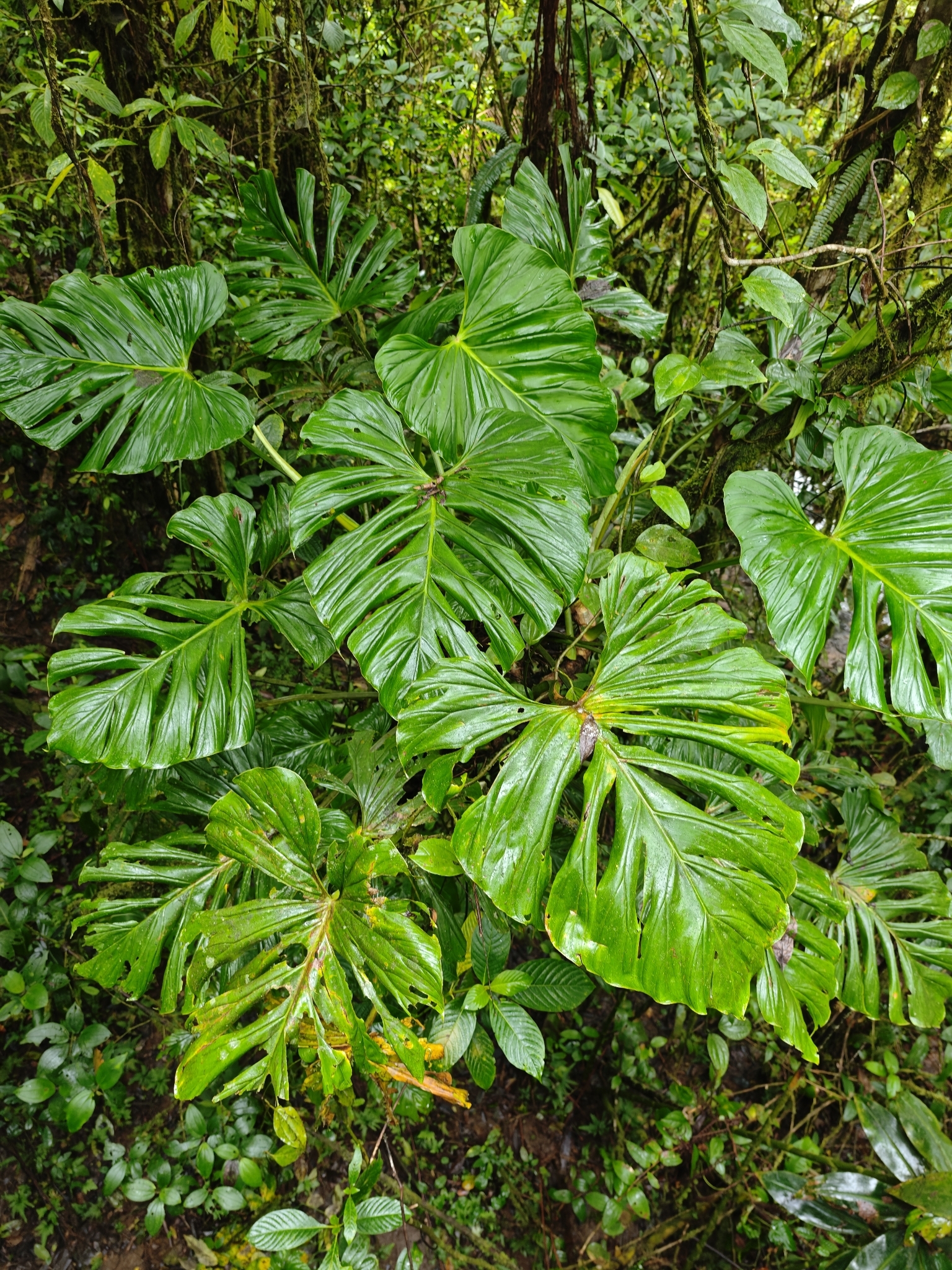 Philodendron findens  iNaturalist