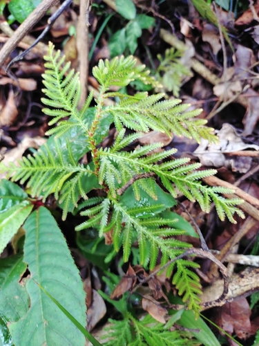 Delicate spikemoss (Selaginella delicatula)