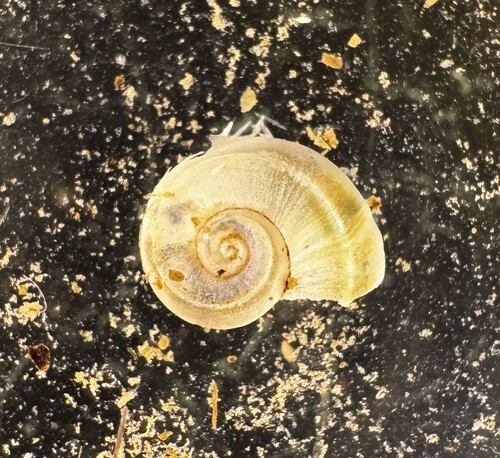 Valvata bicarinata observed 2025-10-23