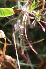 Leptotarsus rufibasis