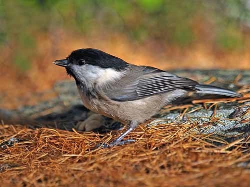 Mésange boréale