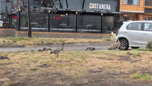 Ashy-headed Goose (Chloephaga poliocephala), photo 5