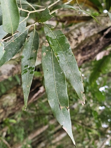 Lithocarpus shinsuiensis observed 2026-01-27