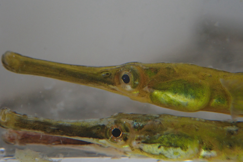 Pacific pipefish (Syngnathus schlegeli) — Syngnathidae — 2