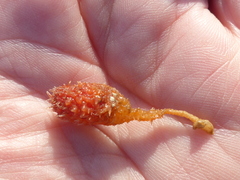Boltenia villosa