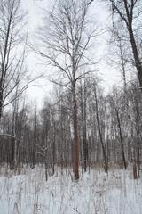 Trentepohlia umbrina