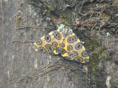 Pantherodes unciaria