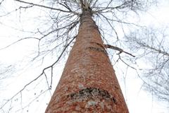 Trentepohlia umbrina