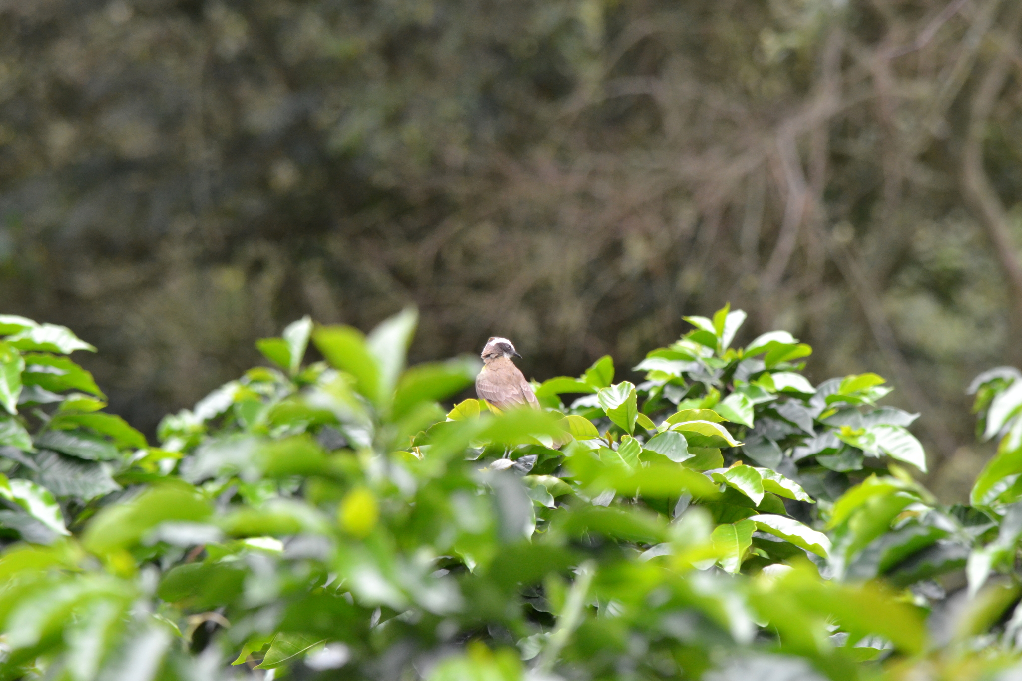 Rusty-margined Flycatcher (Myiozetetes cayanensis), photo 3