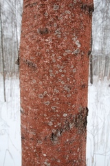 Trentepohlia umbrina