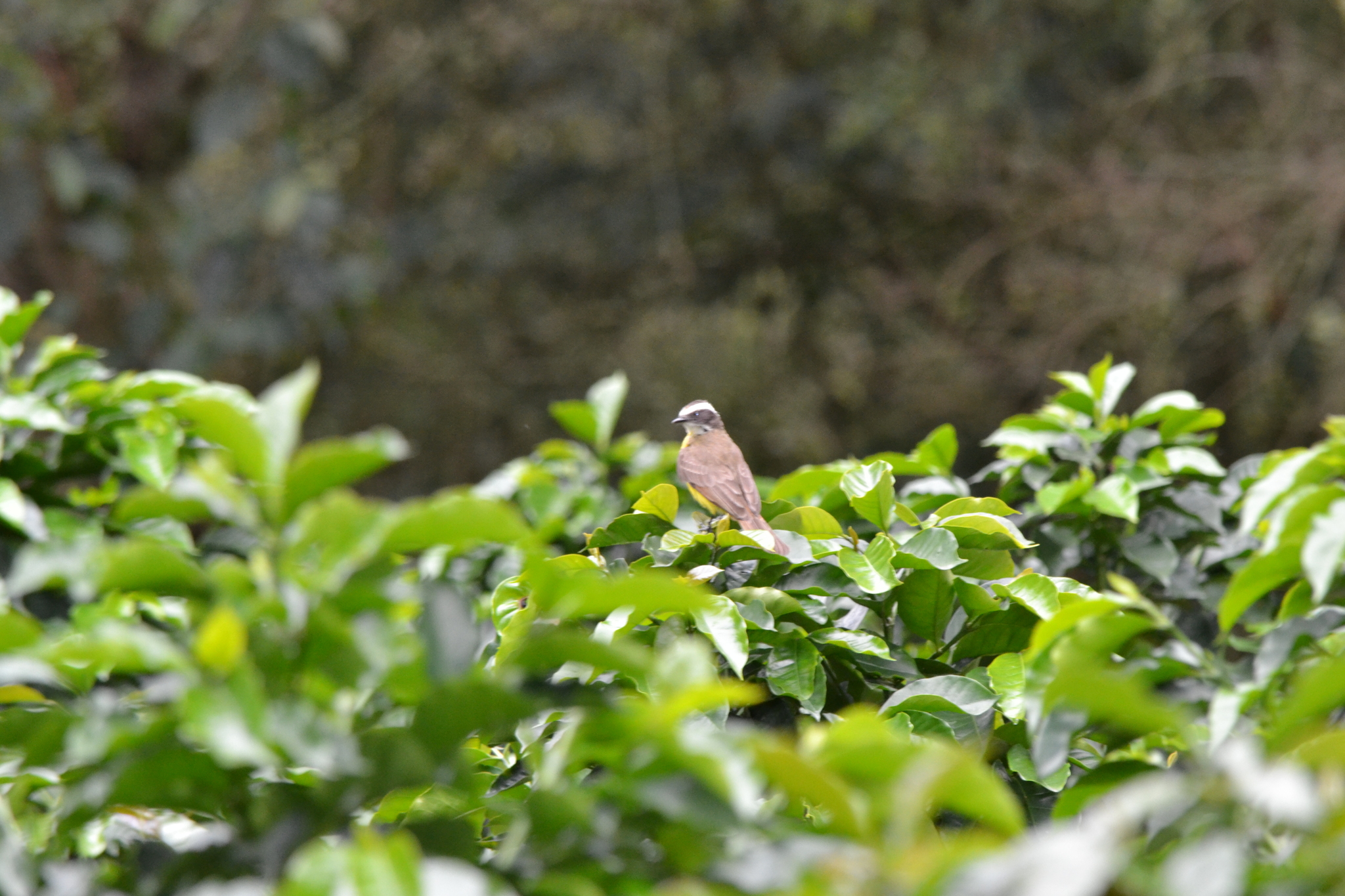 Rusty-margined Flycatcher (Myiozetetes cayanensis), photo 4
