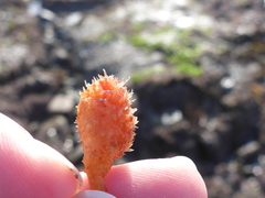 Boltenia villosa