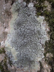 Pertusaria hymenea