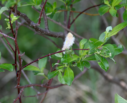 tea-leafed willow (Salix planifolia)