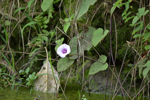 Campanilla