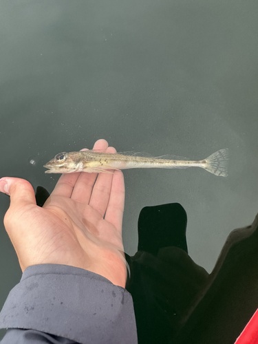 Roughspine sculpin (Triglops macellus) — Cottidae — 2