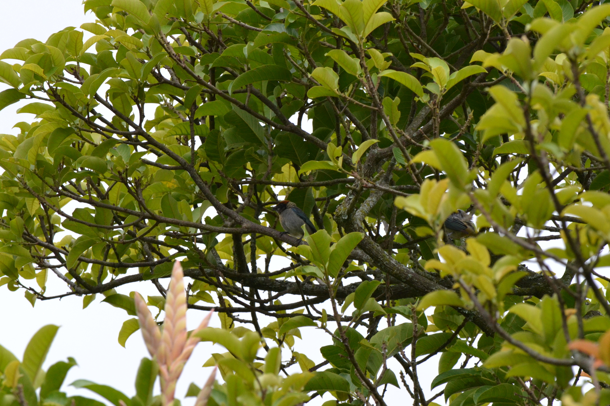 Scrub Tanager (Stilpnia vitriolina), photo 4