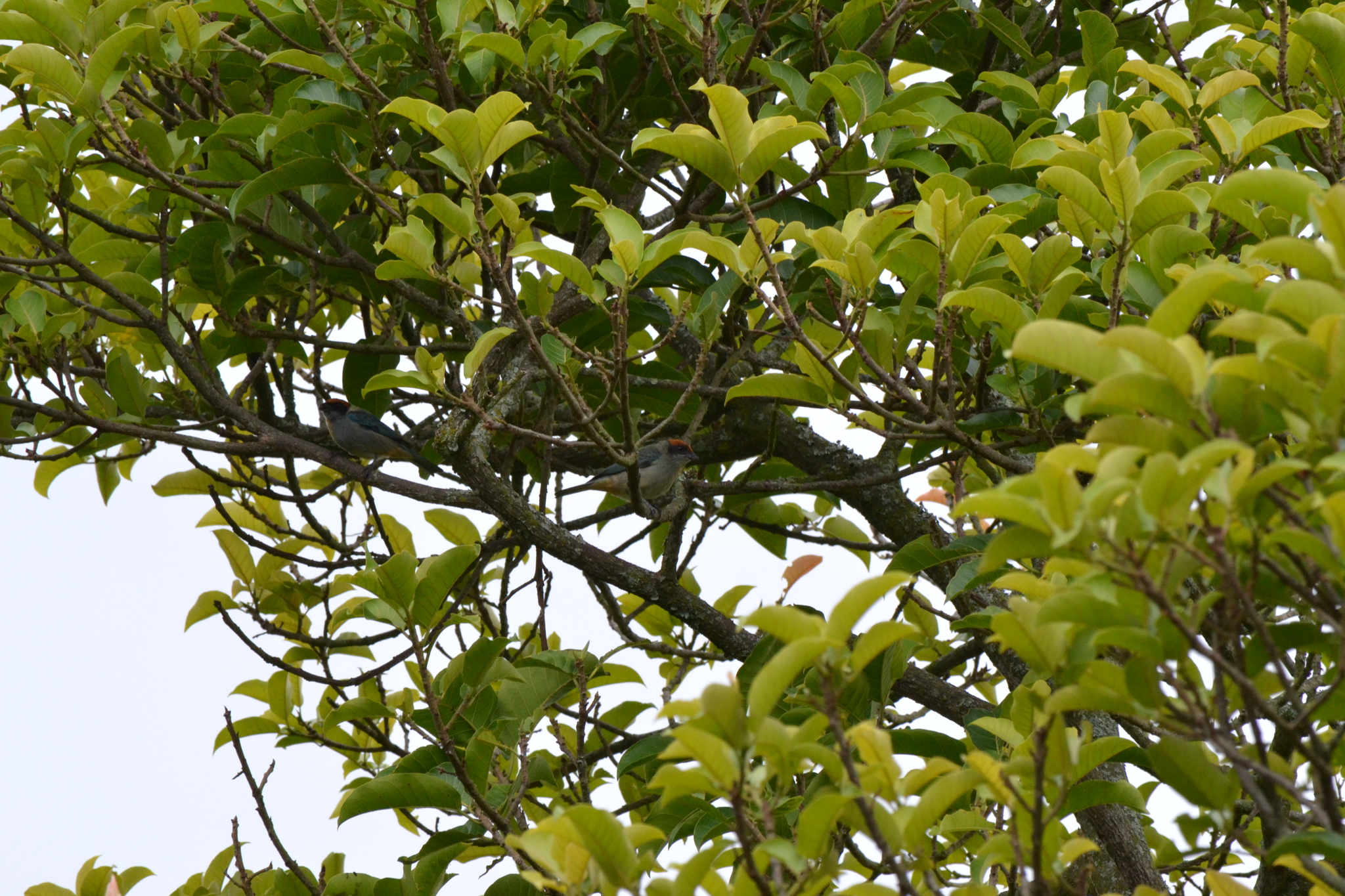 Scrub Tanager (Stilpnia vitriolina), photo 3
