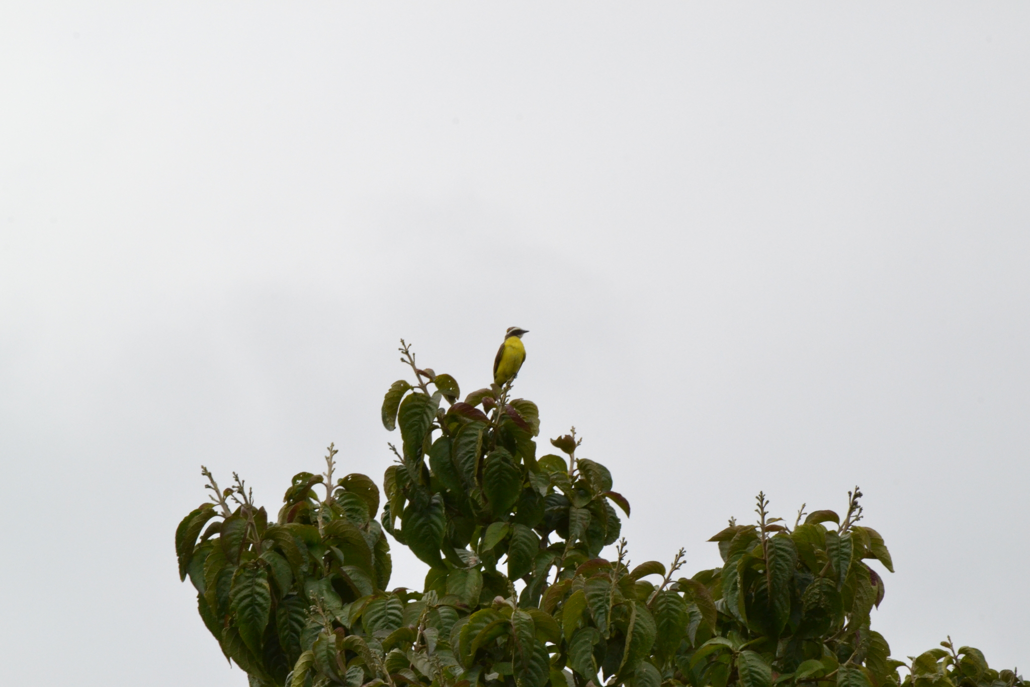 Rusty-margined Flycatcher (Myiozetetes cayanensis), photo 5
