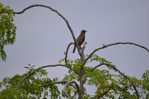 Black-billed Thrush (Turdus ignobilis), photo 4