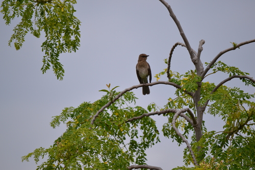 Black-billed Thrush (Turdus ignobilis), photo 3