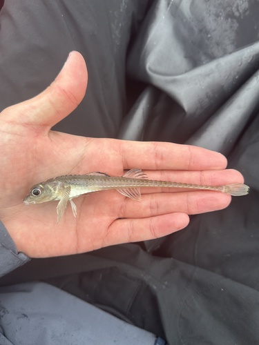 Blacktip poacher (Xeneretmus latifrons) — Agonidae — 3